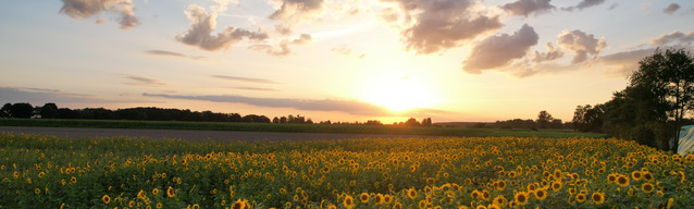 pola podczas zachodu słońca