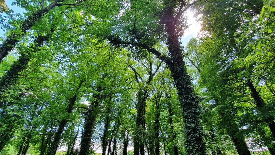 Zdjęcie przedstawiające park