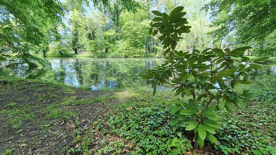 Zdjęcie przedstawiające park