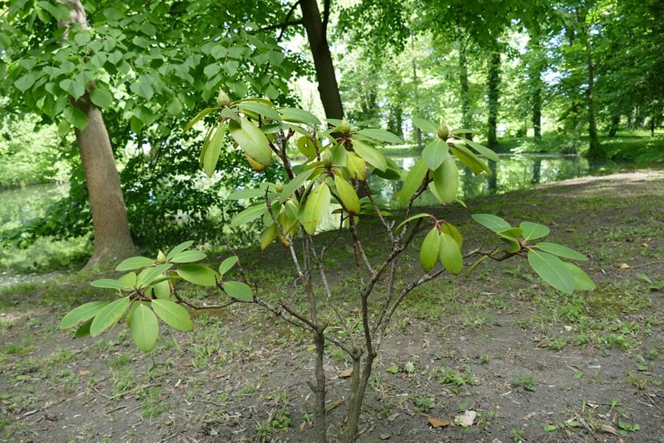 Zdjęcie przedstawiające park