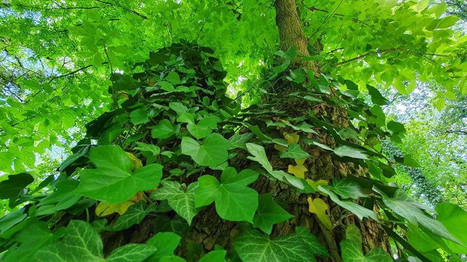 Zdjęcie przedstawiające park