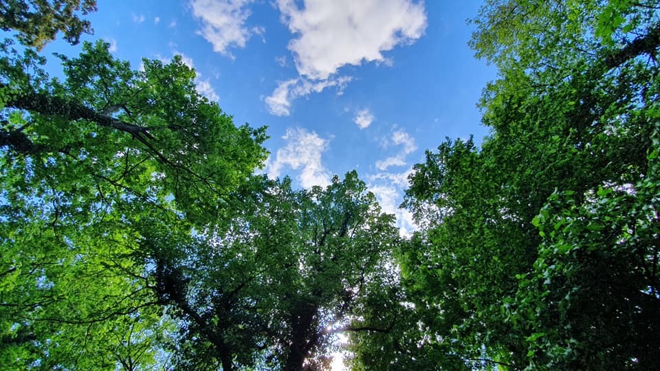 Zdjęcie przedstawiające park