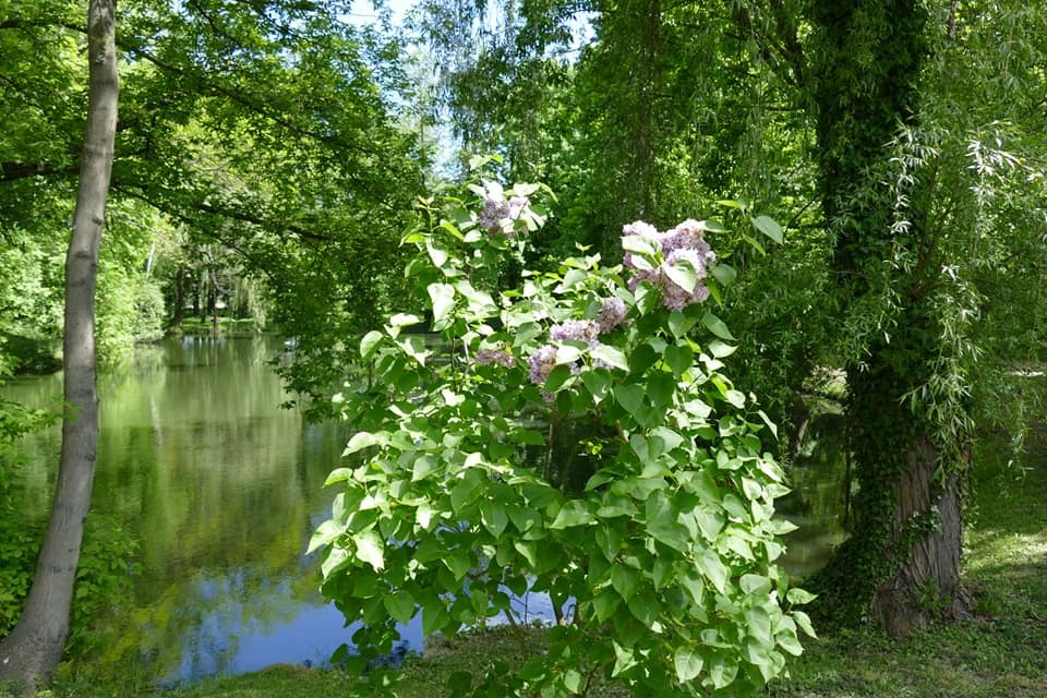 Zdjęcie przedstawiające park