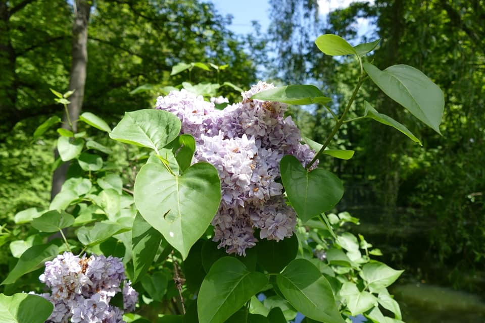 Zdjęcie przedstawiające park