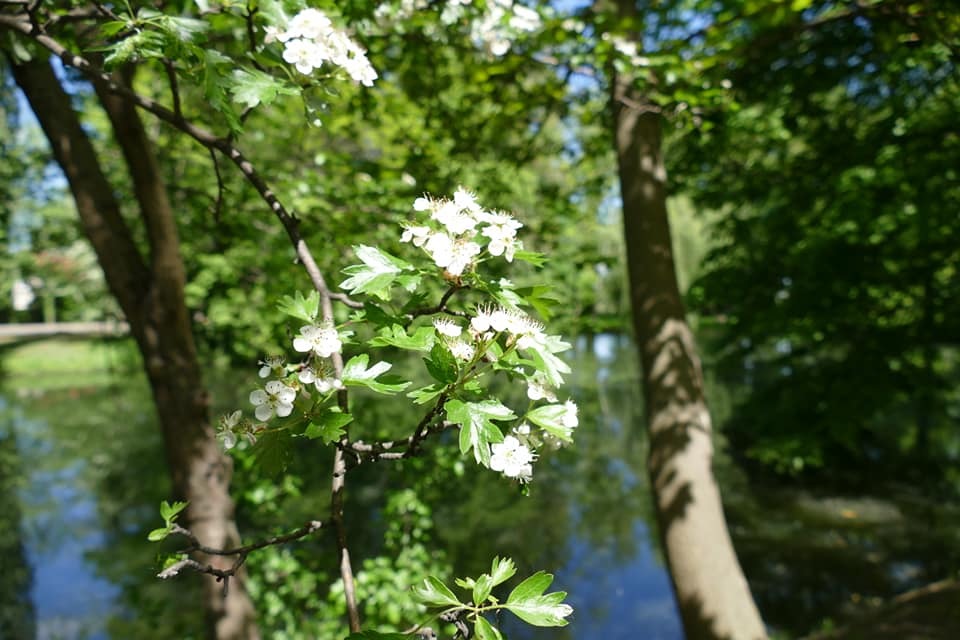 Zdjęcie przedstawiające park