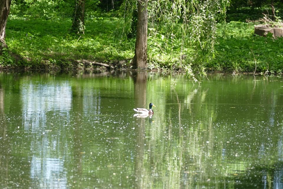 Zdjęcie przedstawiające park