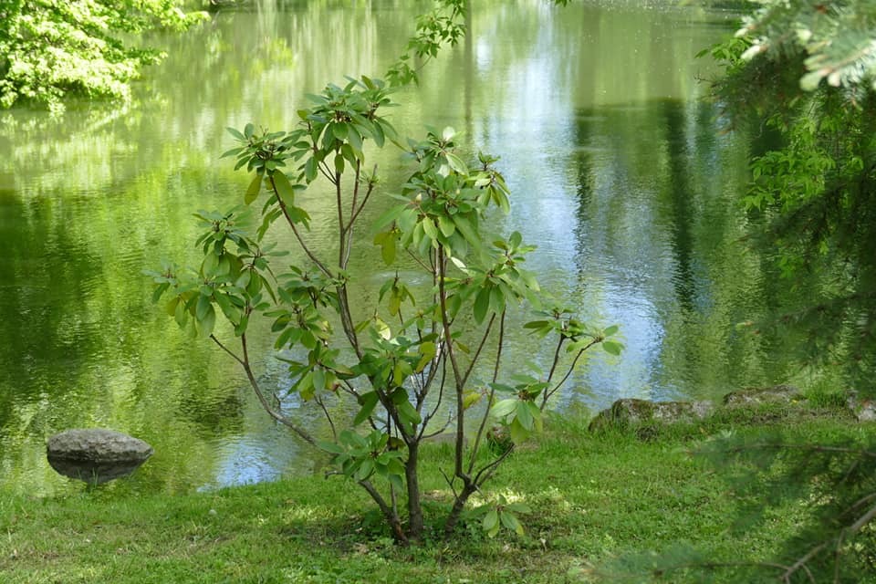 Zdjęcie przedstawiające park