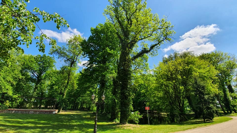 Zdjęcie przedstawiające park