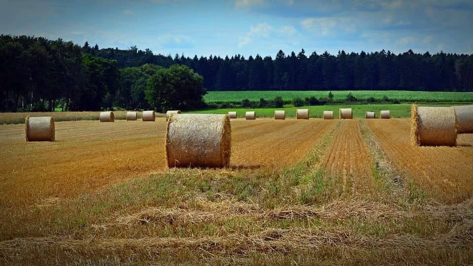 Zdjęcie przedstawiające baloty