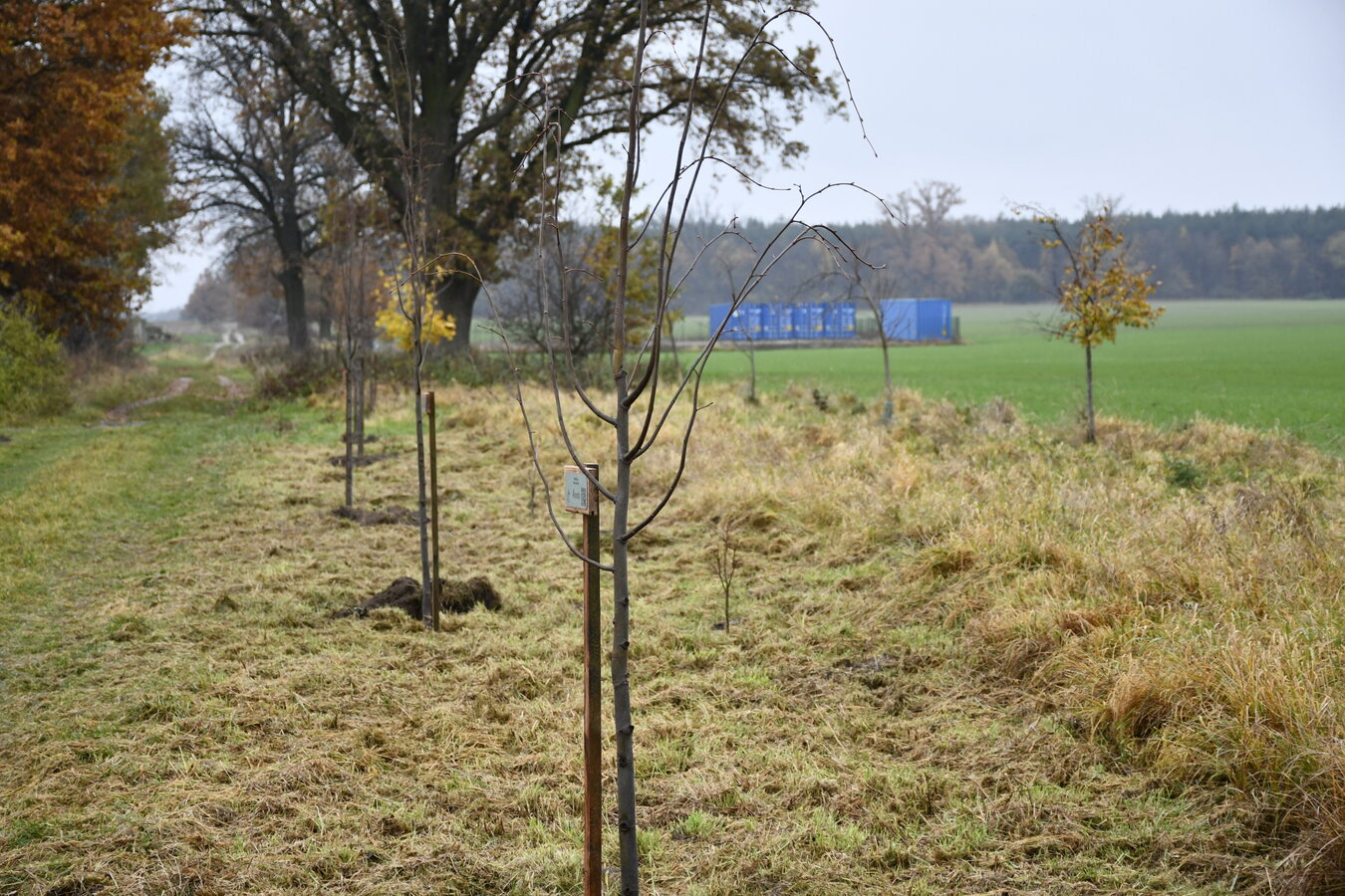 Zdjęcie przedstawia  drzewka miododajne. 
